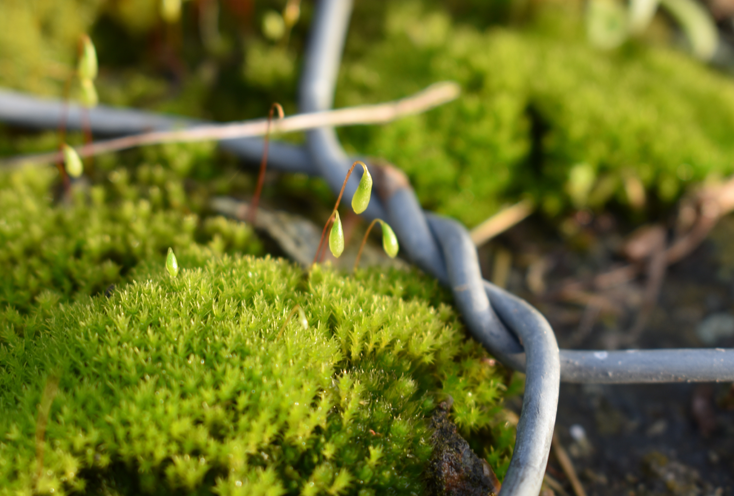 A close up of sporophytes in a clump of moss, taken in Trás-os-Montes, Portugal