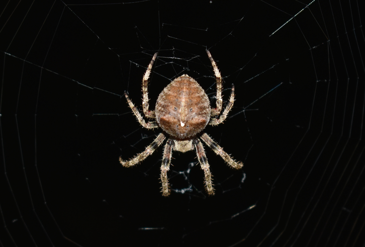 A spider resting in its web, taken in Trás-os-Montes, Portugal